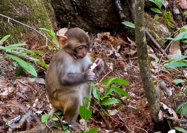 Baby Rhesus 3