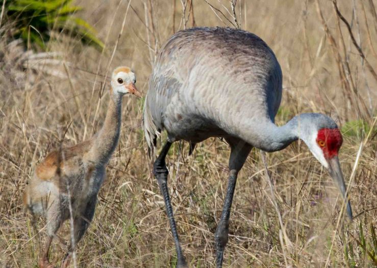 SHCR mother and child