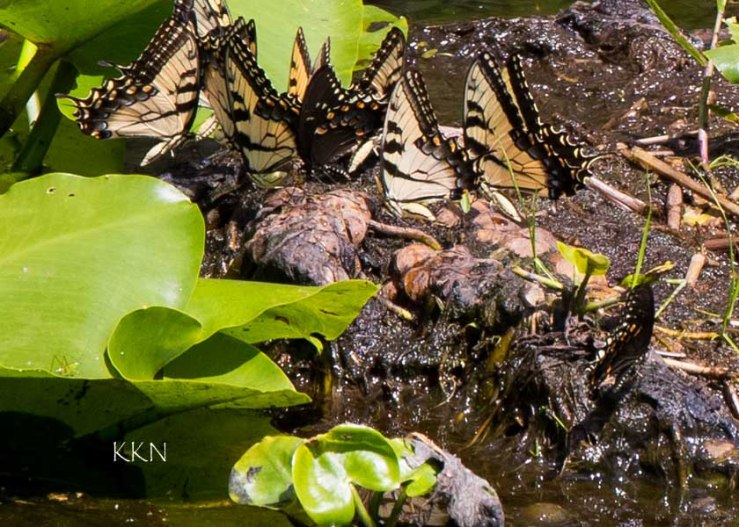 Cluster of Butterflies 2