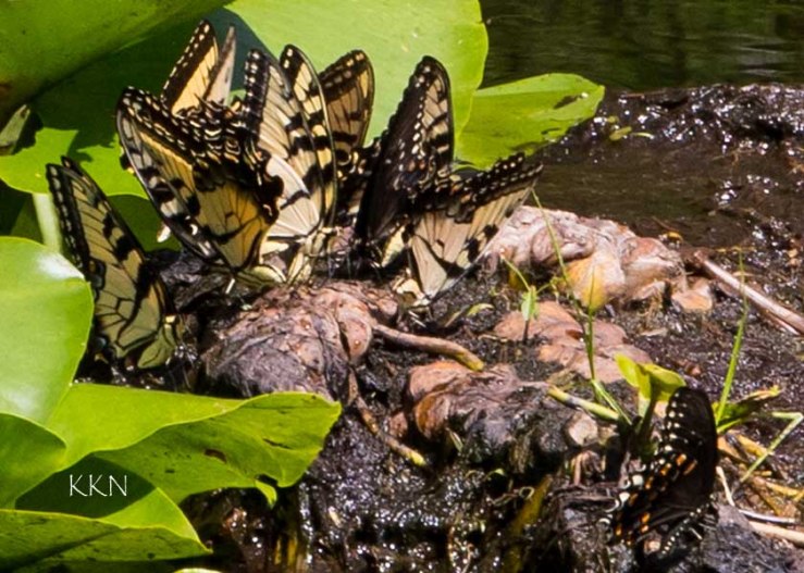 Cluster of Butterflies