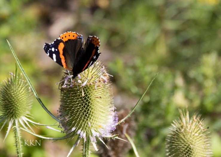 Red Admiral