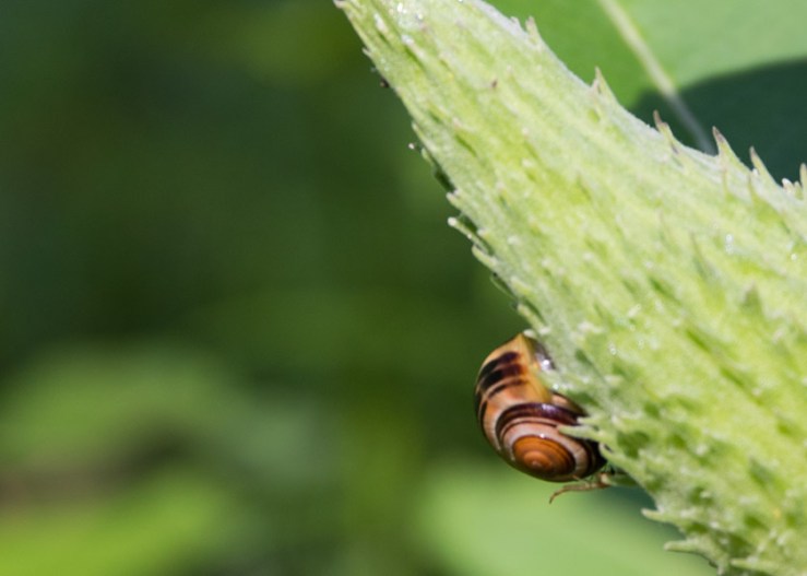 snail on milkweed