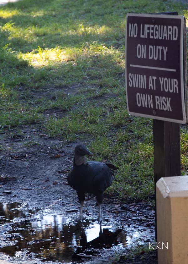 Swim at your own risk