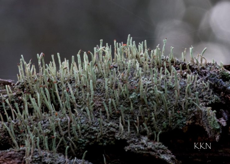 Lichen World
