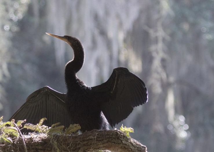 Anhinga