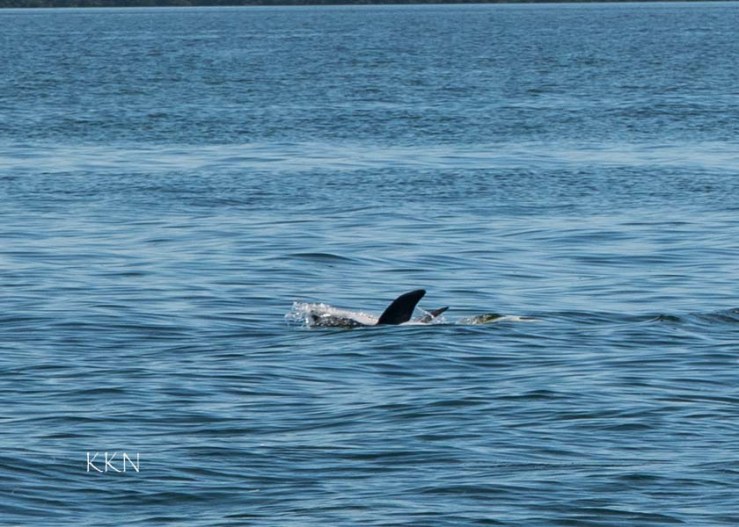 Dolphin Swimming on Back