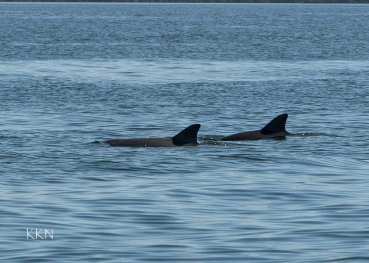 two dolphins