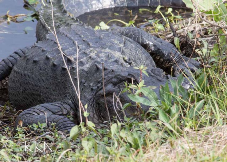 Alligator at 400 from hilltop
