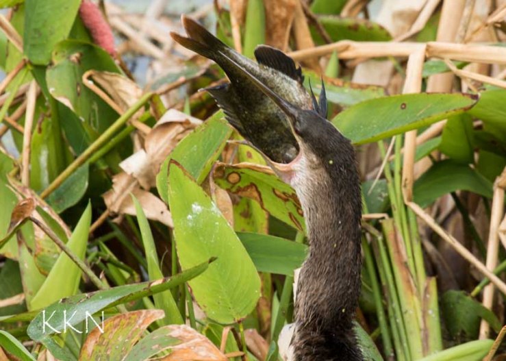 Anhinga 1