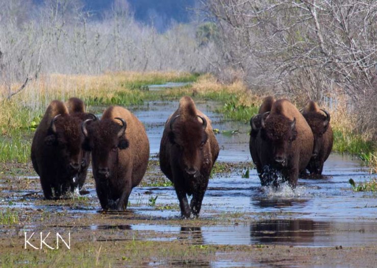 Bison walking at us