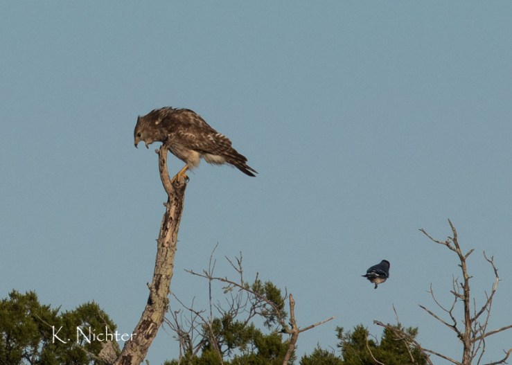 Hawk attached by Jay