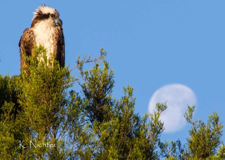 Osprey Moon Eagle Point