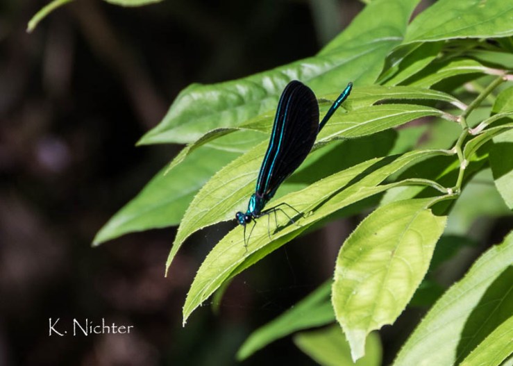 Ebony Jewelwing
