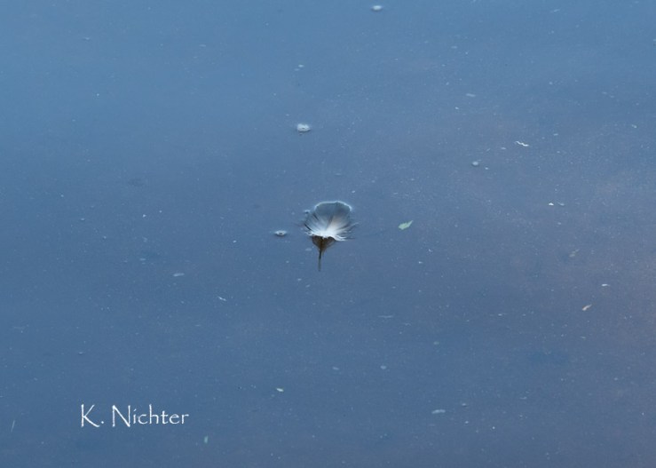 Feather on Water Kolomoki