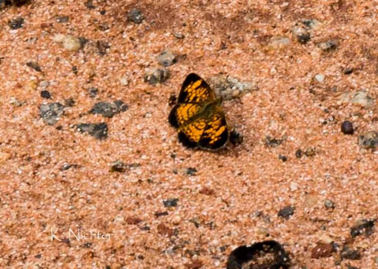 Pearl Crescent GA