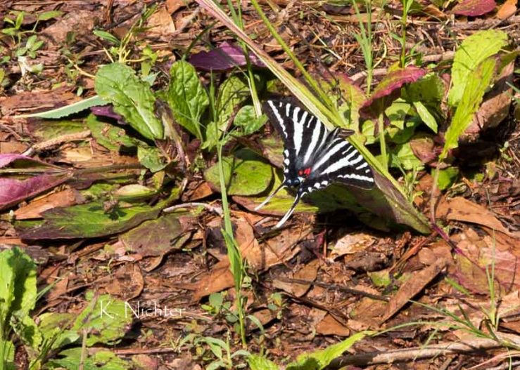 Zebra Swallowtail GA