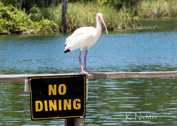 No Dining