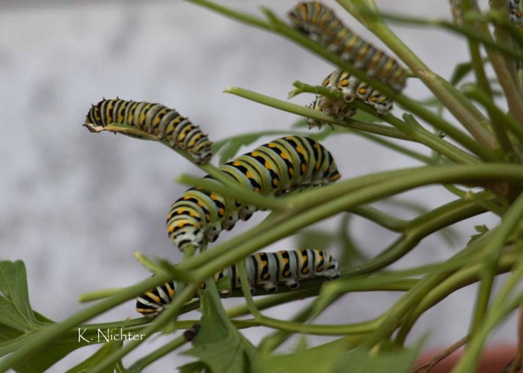 20190902 BSTA caterpillars 4 days later