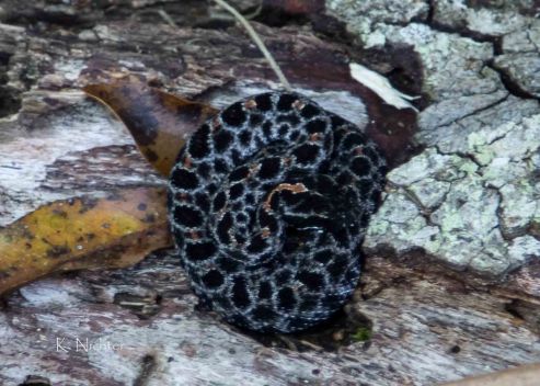 BCP Hike Pygmy Rattlesnake