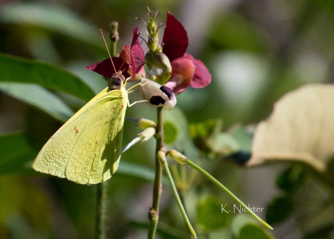 20191011 BCP Sulpher