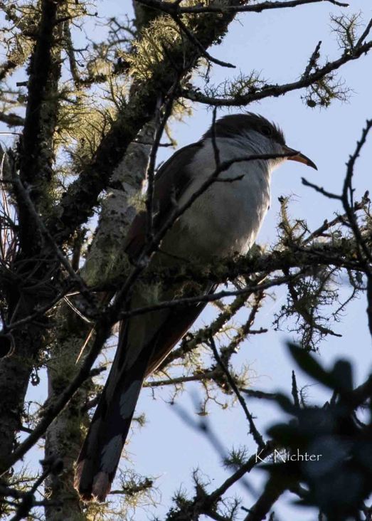 20191014 YBCU on Ridge Trail