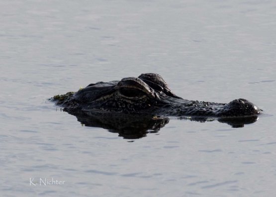 20191016 baby gator sweetwater