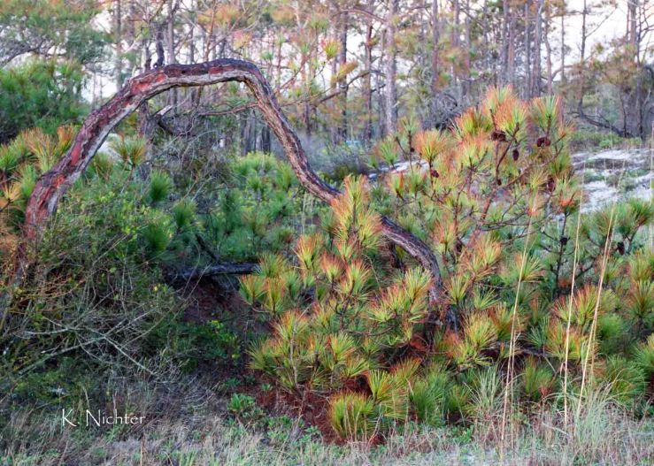 Early sun on falling tree