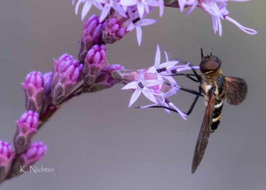 20191013 Pollinator on Blazing Start