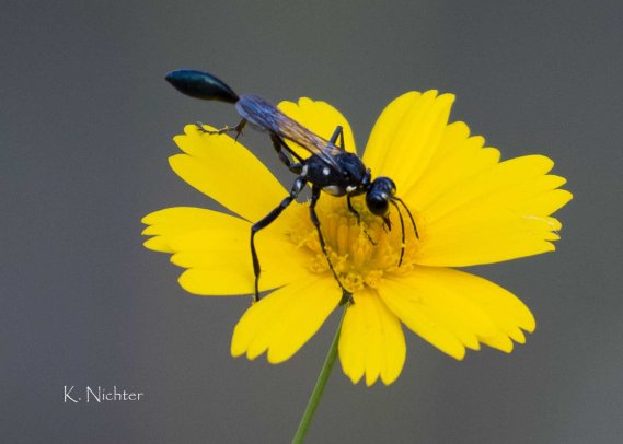 20191014 wasp pollinator