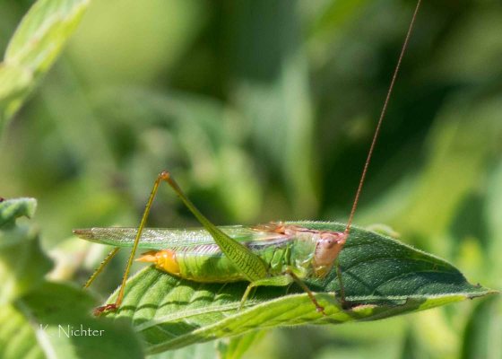 20191016 katydid