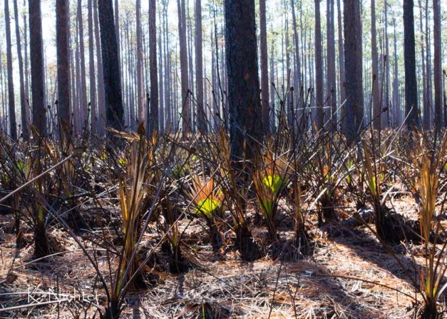 After the burn CF8A7667