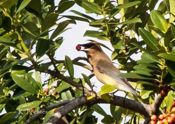Cedar Waxwing 2