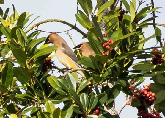 Cedar Waxwing 3