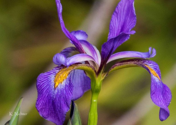 Prairie Iris Okefenokee