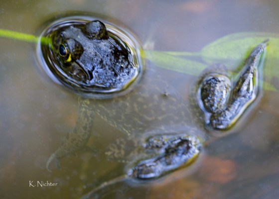 Frog in pond