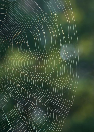 Spider web morning light