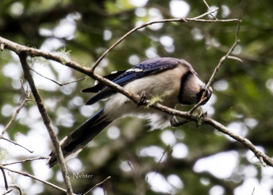 Blue Jay 1
