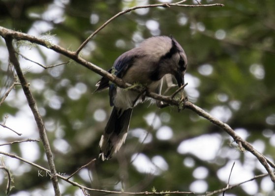 Blue Jay getting twig