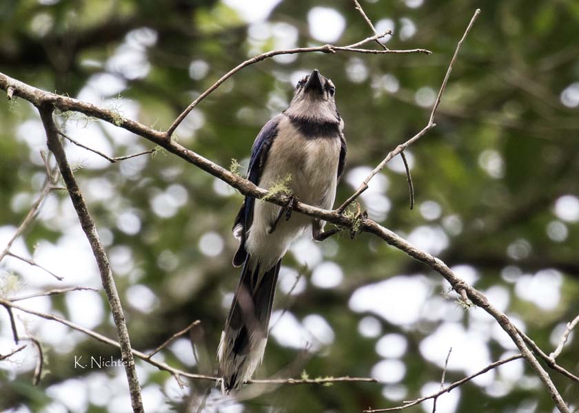 Blue Jay sitting