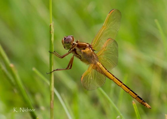 Amberwing