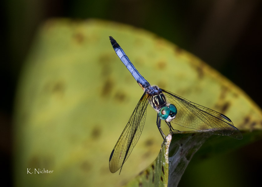 Blue Dasher