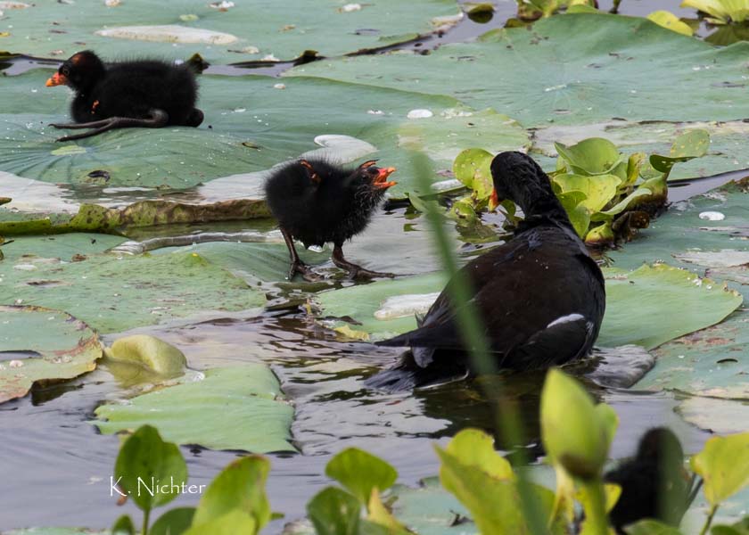 COGA with chicks