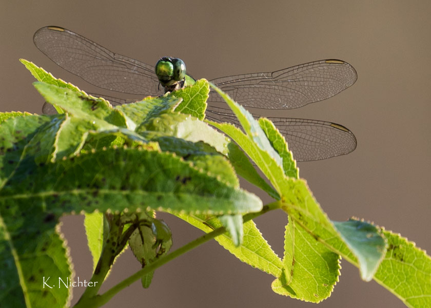 Dragonfly on leaf