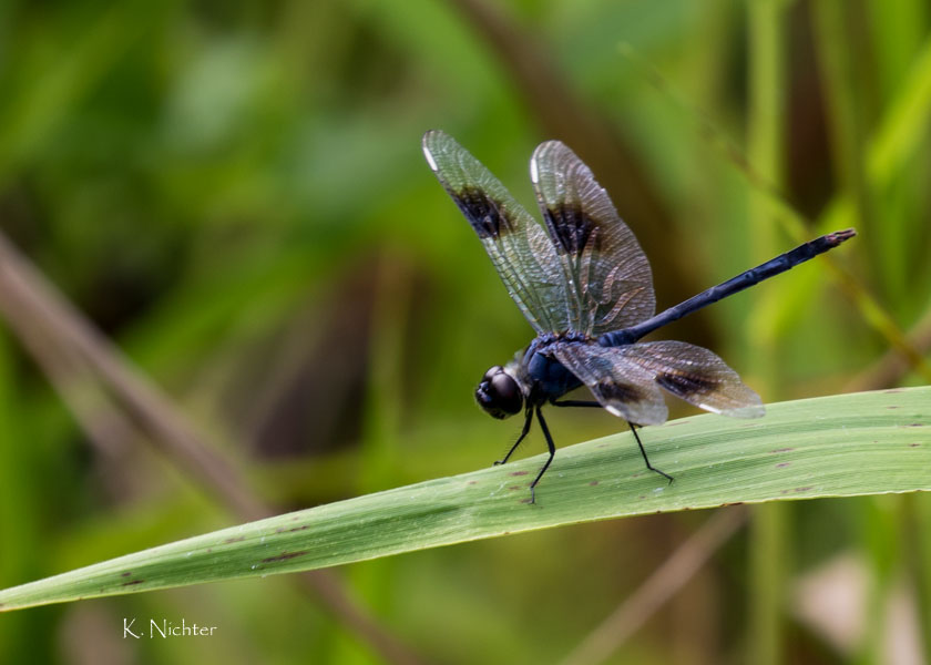 Four spotted pennant