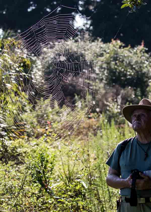 Karl and the spider web