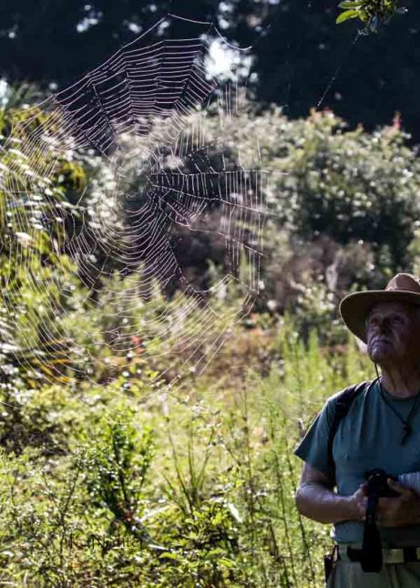 Karl and the spider web
