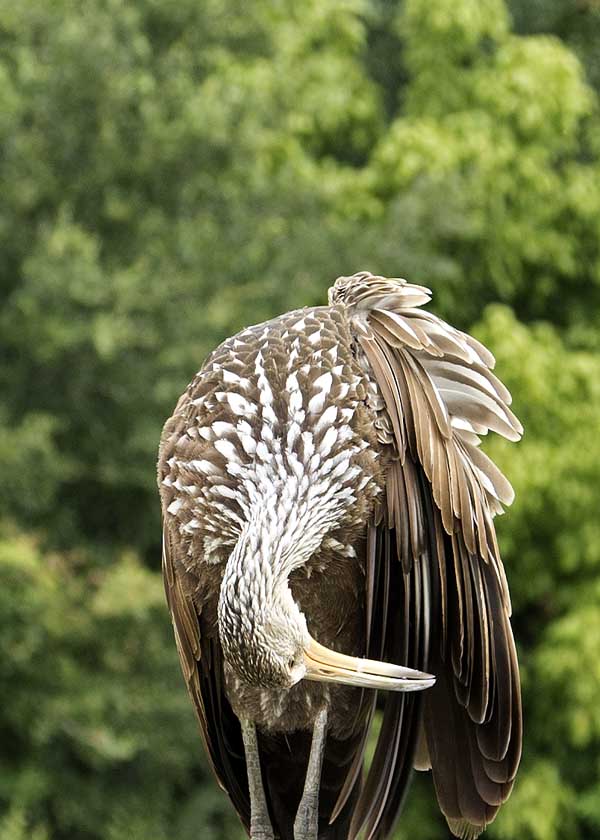 limpkin