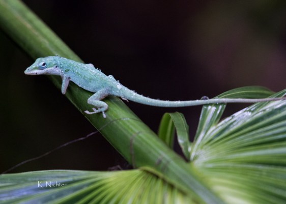 Green anole after rain