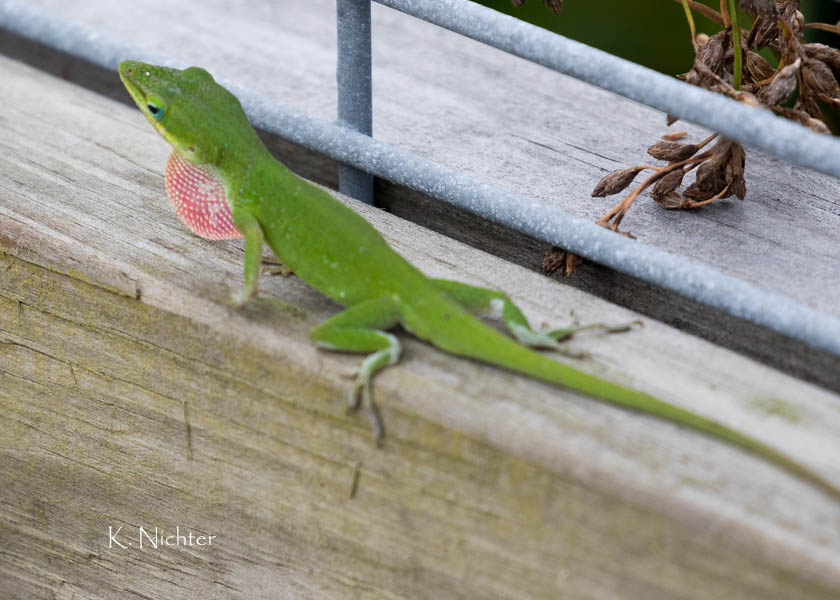 Green anole display