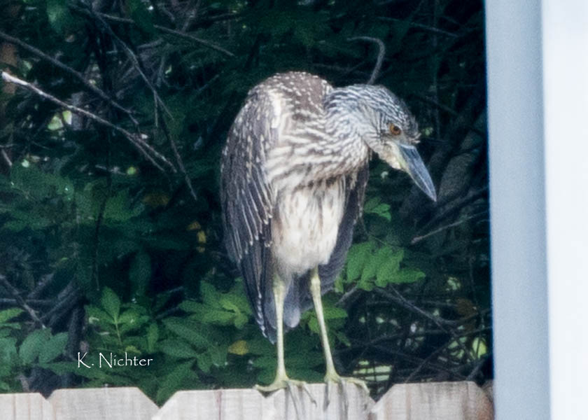 on-the-fence-juv-yvnh